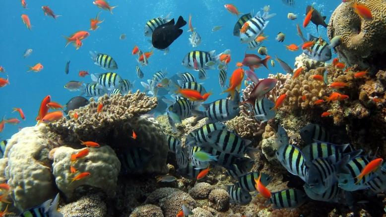 أسماك الشعاب المرجانية تظهر ردود أفعال مختلفة لارتفاع درجات حرارة البحر (بيكساباي)