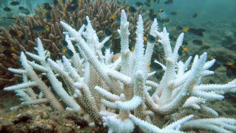 ابيضاض الشعاب المرجانية نتيجة تغير مناخ المحيط