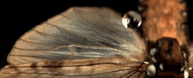ترتطم قطرات المطر على أجنحة الفراشات بأشواك مجهرية فتثقبها وتمزقها لقطيرات صغيرة – كيم وزملاؤه (بي إن إيه إس – وفقا لرخصة كرييتيف كومونز)