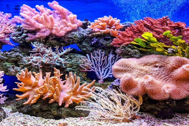 تواجه الشعاب المرجانية بحوض المتوسط كما في العالم خطر الانقراض 