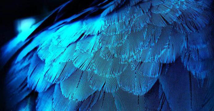 ريش الطيور الأزرق اللامع يحصل على لونه من الهياكل التي تشتت الضوء