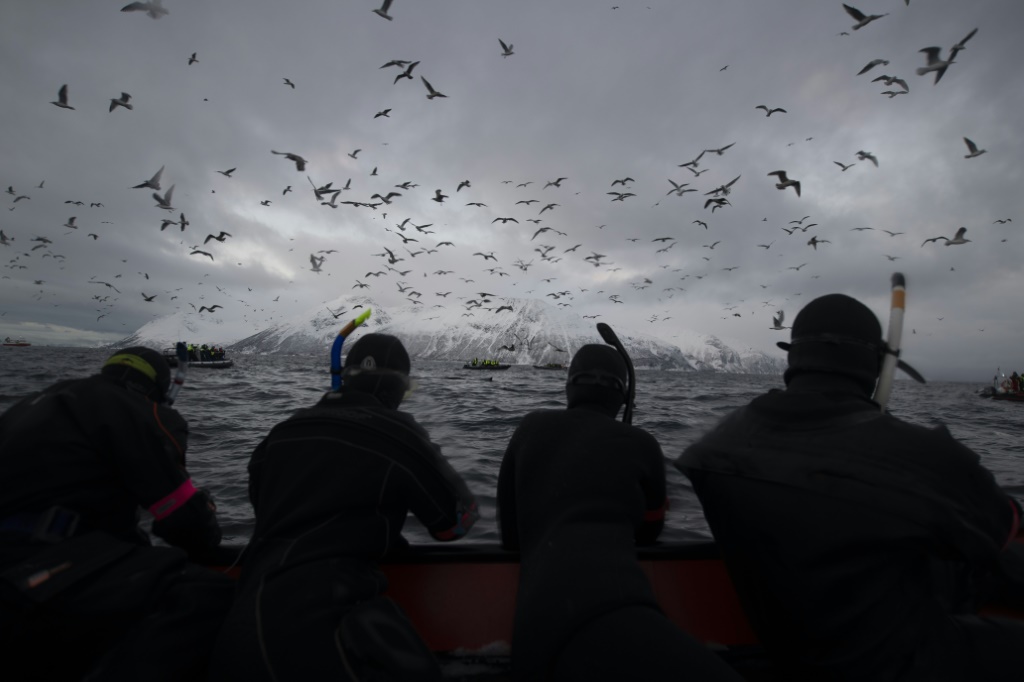 سياح يحاولون مراقبة حيتان الأوركا في 23 تشرين الثاني/نوفمبر 2021 في مضيق سكييرفوي البحري النروجي (أ ف ب)   