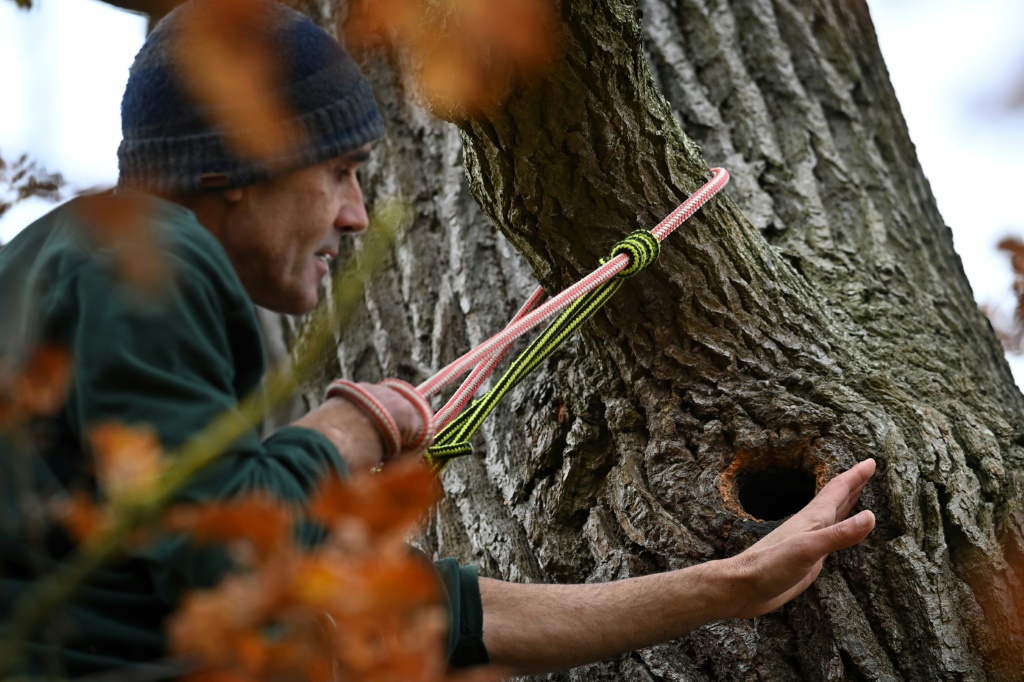 فيليبي سالباني يراقب النحل في جذع شجرة في غابةأوكسفوردشاير في 20 تشرين الثاني / نوفمبر (أ ف ب)