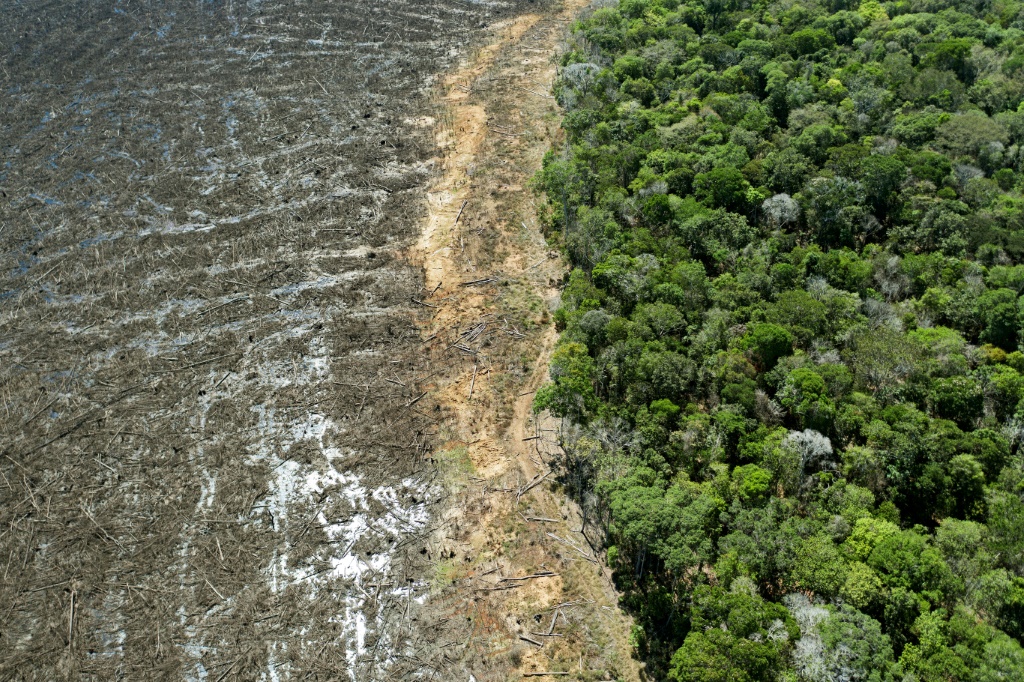 منطقة تأثرت بقطع الأشجار قرب سينوب في البرازيل في آب/اغسطس 2020(ا ف ب)
