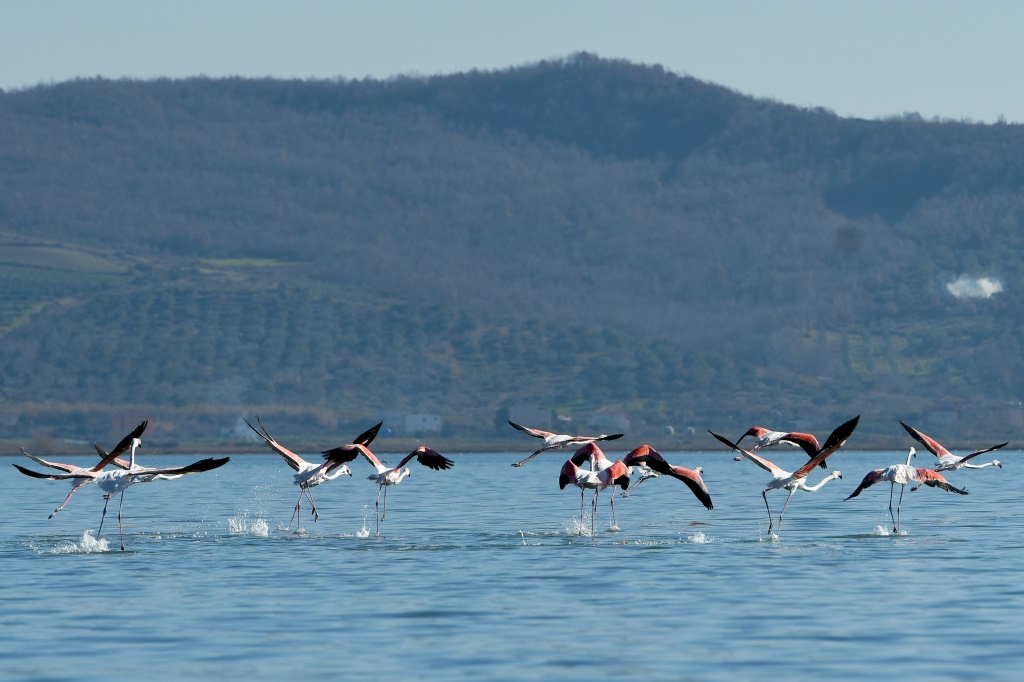 طيور النحام تحلق فوق بحيرة في منتزه ديفجاكا كارافاستا الوطني في ألبانيا (أ ف ب)