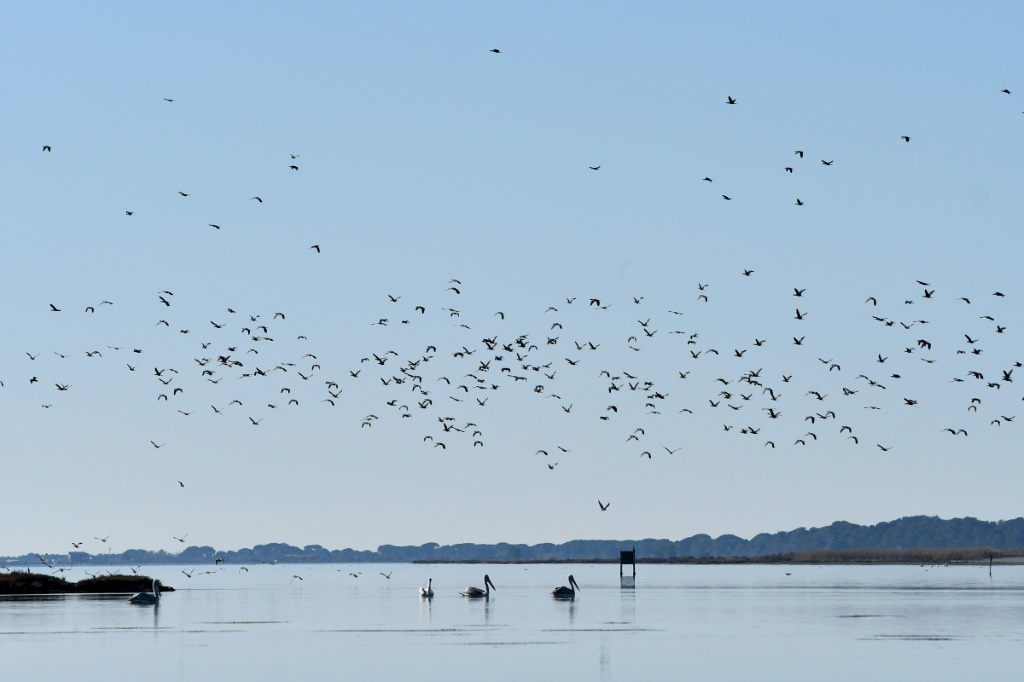 الطيور تحلق فوق الأراضي الرطبة Divjaka-Karavasta في ألبانيا ، وهي موقع شتوي رئيسي على مسار الهجرة في أوروبا (أ ف ب)   