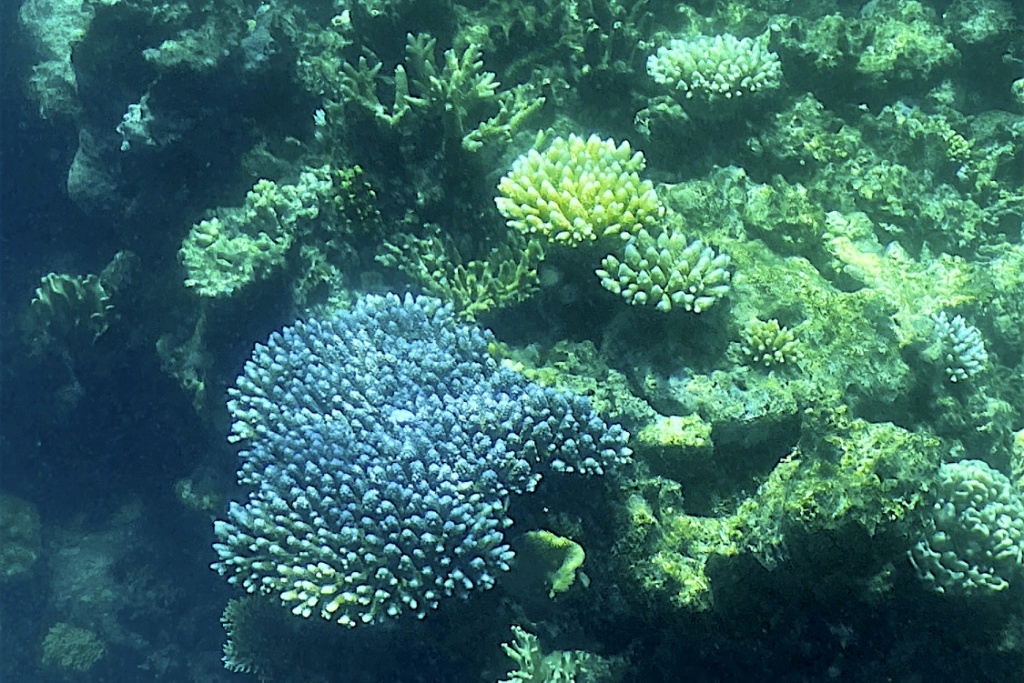   شعاب مرجانية طالها التبييض في الحاجز المرجاني العظيم في أستراليا في 7 آذار/مارس 2022 (أ ف ب)