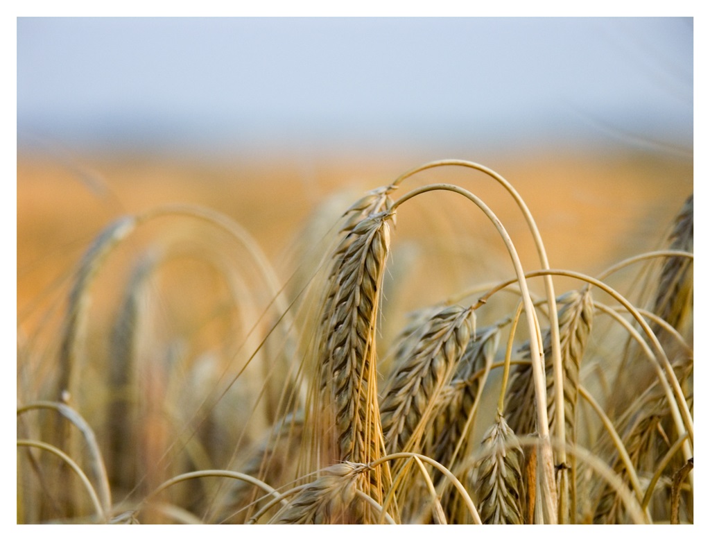 صورة لزارعة القمح (بيكسبري)