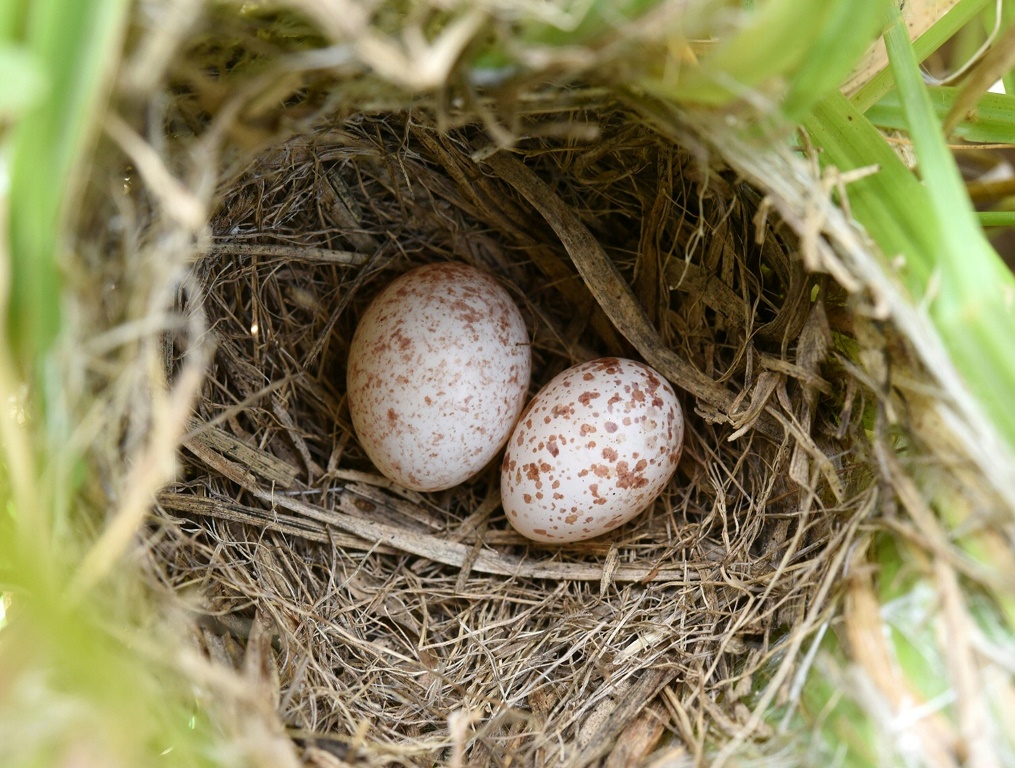 اكتشف المزيف: البيضة الموجودة على اليمين تنتمي إلى طائر zitting cisticola ، لكن البيضة اليسرى عبارة عن تزييف من عصفور الوقواق (أ ف ب)