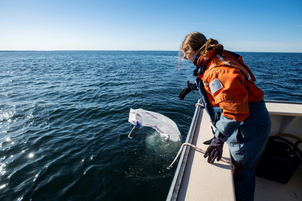 تستخدم المتدربة إميلي باتريك ، 22 عامًا ، شبكة خاصة لأخذ عينات من العوالق والعوالق الحيوانية أثناء الرحلة الاستكشافية مع مركز الدراسات الساحلية (NOAA تصريح 25740-01) (أ ف ب)   