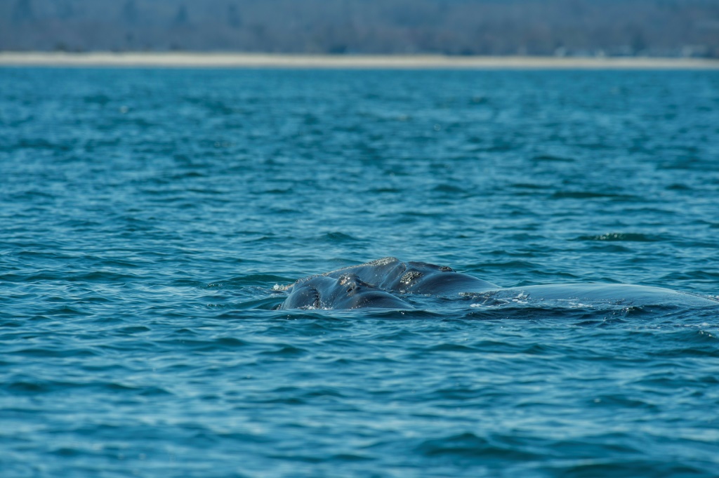 أثناء رحلة استكشافية بحثية عن الحوت الصائب مع مركز الدراسات الساحلية (NOAA تصريح 25740-01) في خليج كيب كود ، تم رصد زوج نادر من الأم والعجل (أ ف ب)