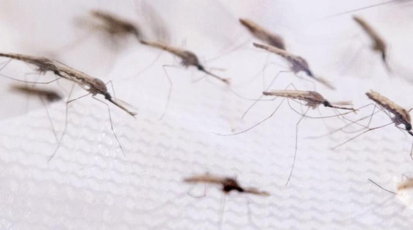 استخدام محركات الجينات لتقليل أعداد البعوض (منظمة تاجيت ملاريا)