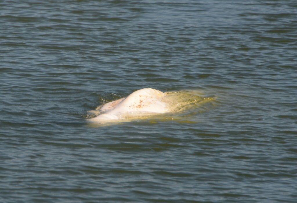 صورة التقطت لحوت البيلوغا في نهر السين في 5 آب/أغسطس 2022 (ا ف ب)