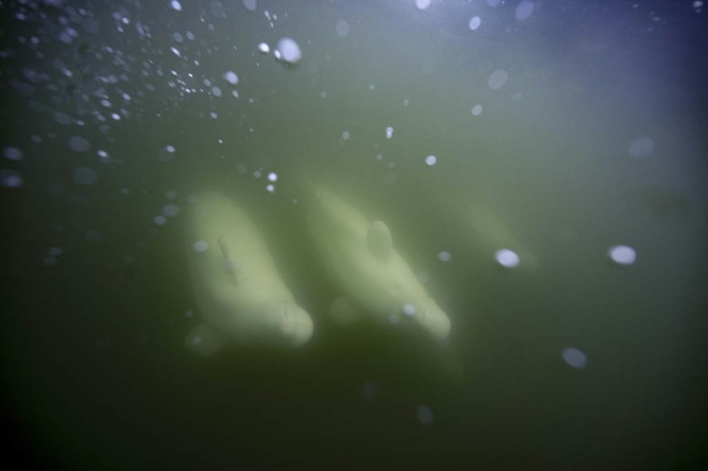 حيتان بيلوغا في مياه خليج هدسون في كندا في 8 آب/أغسطس 2022 (أ ف ب)