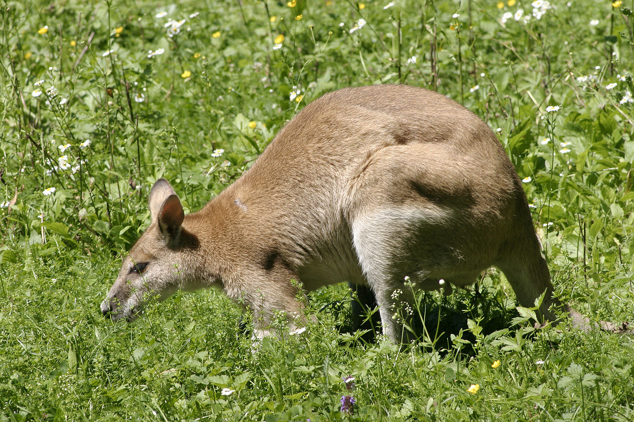 حيوان الالب الاسترالي (ويكيبيديا)