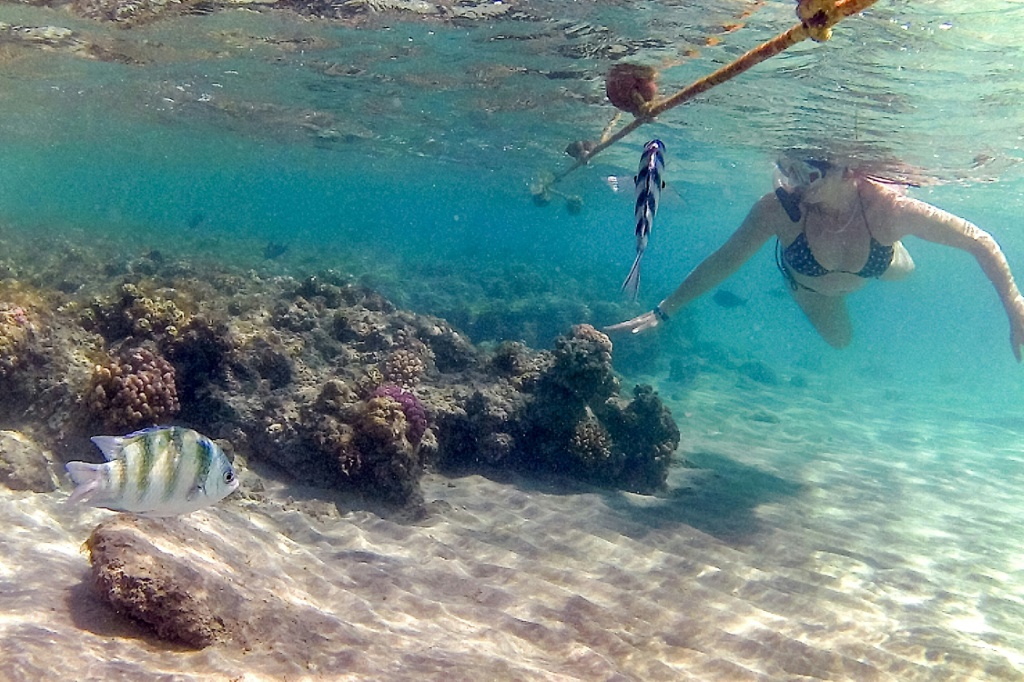 امرأة تغطس في موقع غني بالشعاب المرجانية في خليج أبو دباب بمنطقة مرسى علم المصرية على البحر الأحمر في 17 أيلول/سبتمبر 2022 (أ ف ب)