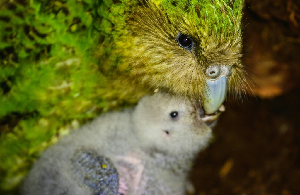 صورة ملتقطة في 25 آذار/مارس 2022 ووزعتها وزارة الحفظ النيوزيلندية في 17 تشرين الأول/أكتوبر 2022 تظهر طائر كاكابو وصغيره في جزيرة كولفيش في نيوزيلندا (أ ف ب)