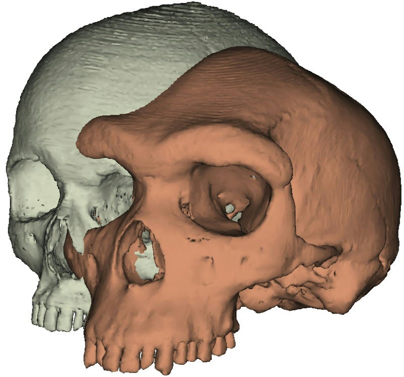    رسم بتقنية الأبعاد الثلاثة من جامعة يورك في بريطانيا يعود إلى 9 نيسان/أبريل 2018 يمثّل جمجمة بشرية حديثة على اليسار وأخرى عائدة إلى إنسان هايدلبيرغ (أ ف ب) 