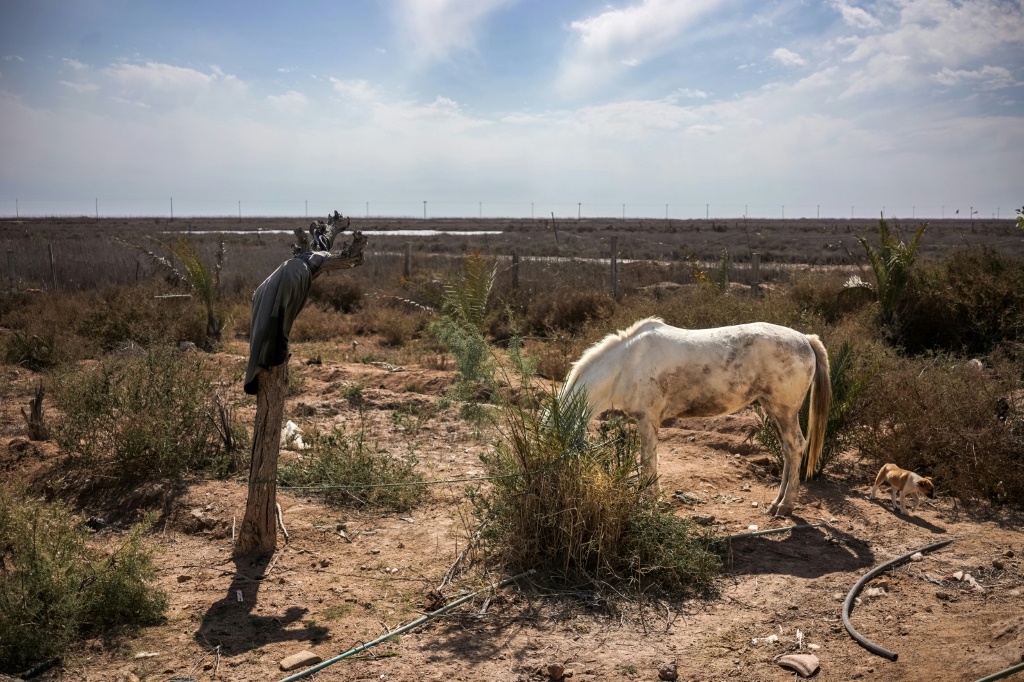    أرض عطشى: حصان رقيق يبحث عن العشب في رأس البيشة جنوبي العراق (ا ف ب)