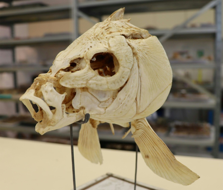 صورة وفرتها جامعة تل أبيب بتاريخ 14 تشرين الثاني/نوفمبر 2022 تظهر رأس سمكة شبوط من مجموعات متحف شتاينهارت للتاريخ الطبيعي في تل أبيب (ا ف ب)