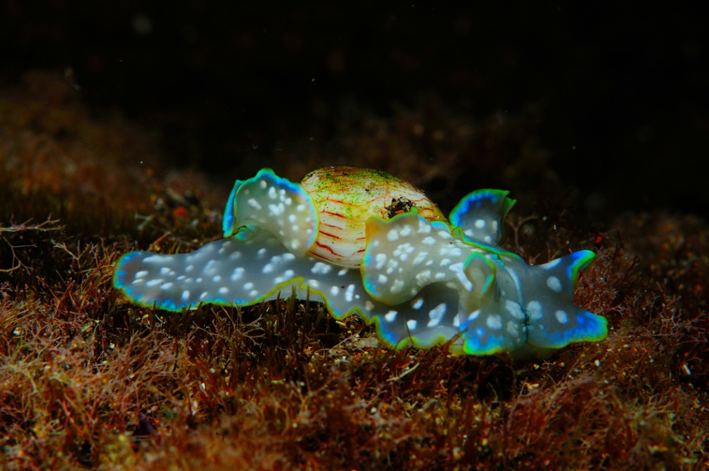  Micromelo undatus ، المعروف بالعامية باسم Wavy Bubble Snail ، يأكل القوباء الحلقية الخشنة (ا ف ب)