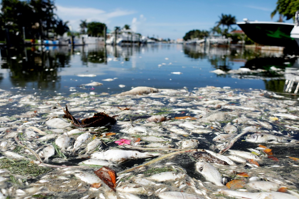     صورة مؤرخة في 21 تموز/يوليو 2021 لآلاف الأسماك النافقة على شاطئ ماديرا في فلوريدا (ا ف ب)