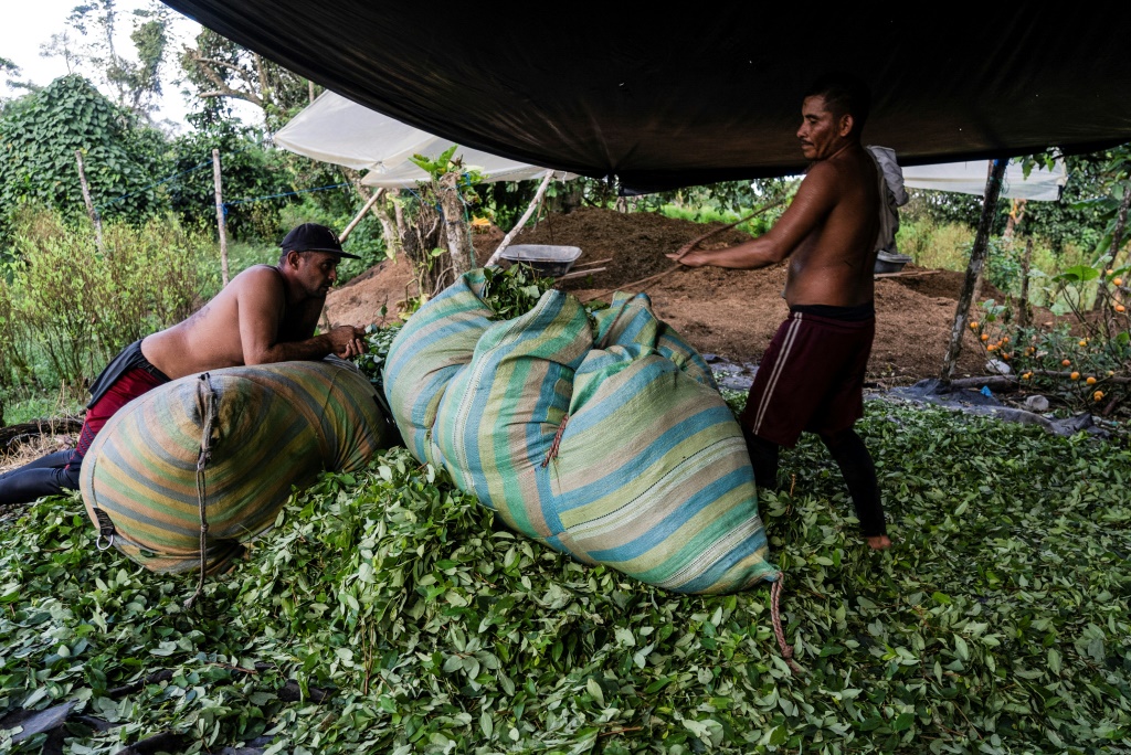 صورة مؤرخة في 11 أيار/مايو 2023 لعاملين في حقل مزروع بنبتة الكوكا في نارينيو في كولومبيا (ا ف ب)