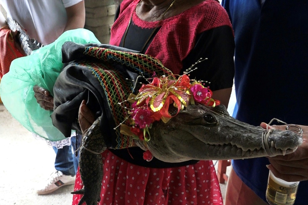  أنثى تمساح تُنقل من منزل إلى آخر في سان بيدرو هواميلولا المكسيكية قبل زفافها في 30 حزيران/يونيو 2023 (ا ف ب)