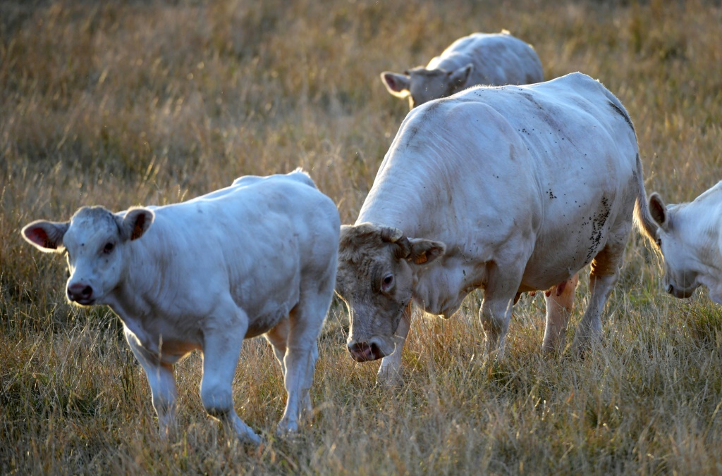     صورة التُقطت في الثالث من آب/أغسطس 2022 تُظهر أبقار في سان كوم-آن-فاريه في شمال غرب فرنسا (ا ف ب)   