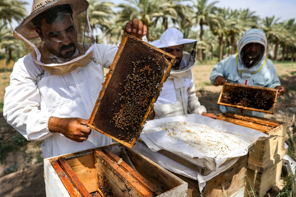 نحّالون يتفقدون كميات العسل المنتجة في موقع لتربية النحل في قرب الرغيلة قرب مدينة الحلة في وسط العراق في السابع من حزيران/يونيو 2023 (ا ف ب)