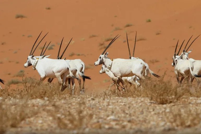 محمية "عروق بني معارض" تضم 120 نوعا من النباتات والحيوانات النادرة مثل المها العربي والغزال العربي الرملي والجبلي (هيئة التراث السعودية على موقع إكس)