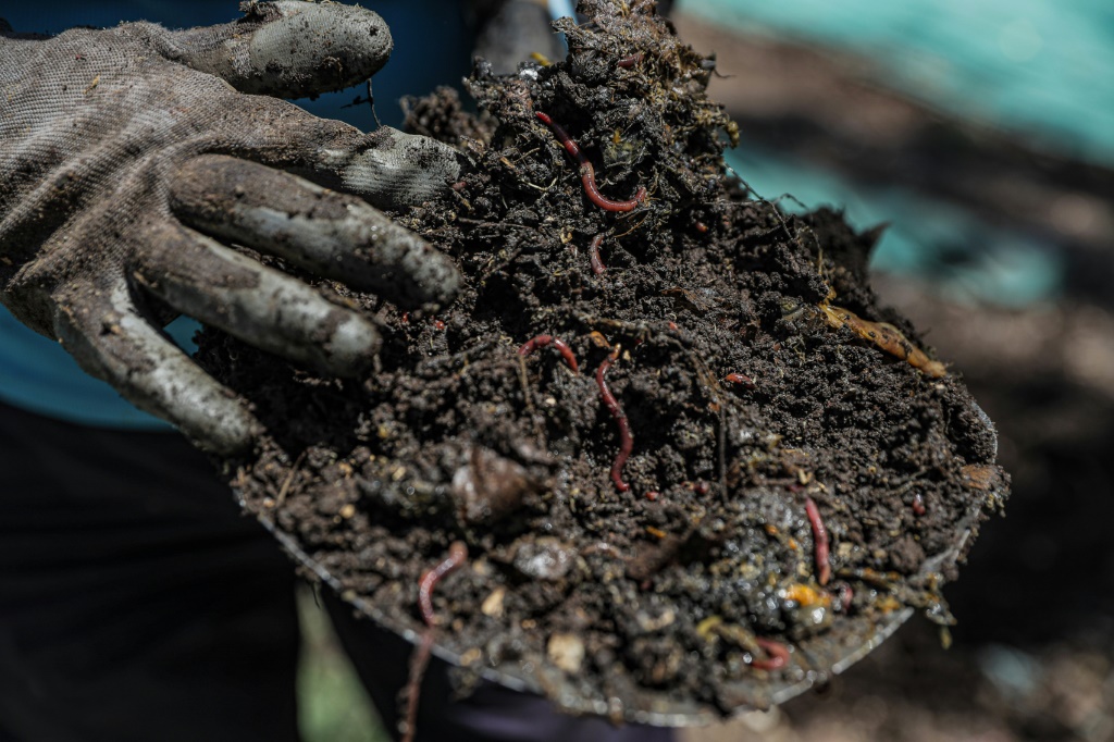     عامل بلدي يمسك بكمية من التربة وفيها ديدان في العاصمة التشيلية سانتياغو في 23 تشرين الثاني/نوفمبر 2022 (ا ف ب)   