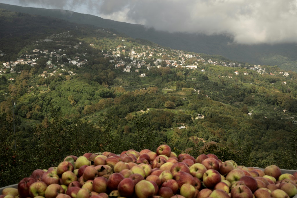 يحمل تفاح زاجورين في المنطقة منذ عام 1996 علامة منشأ أوروبية محمية (أ ف ب)   