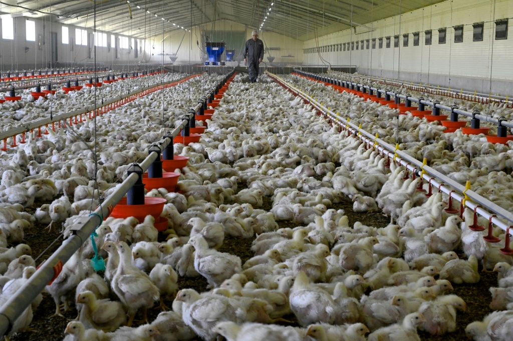 مزرعة لتربية الدجاج في فورج دو لانوي الفرنسية بتاريخ 16 تشرين الأول/أكتوبر 2023 (ا ف ب)