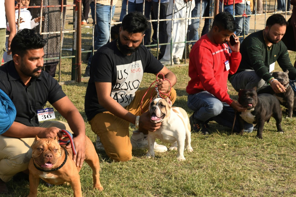 كلاب من نوع "أميريكن بولي" مع أصحابها في مدينة أمريتسار الهندية في 21 تشرين الثاني/نوفمبر 2021 (ا ف ب)