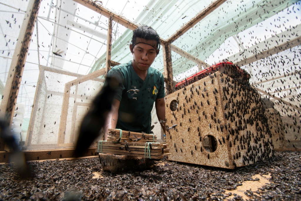 عامل يجمع يرقات ذبابة الجندي الأسود (Hermetia illucens) في مصنع الإنتاج في غوابيليس، كوستاريكا (أ ف ب)   