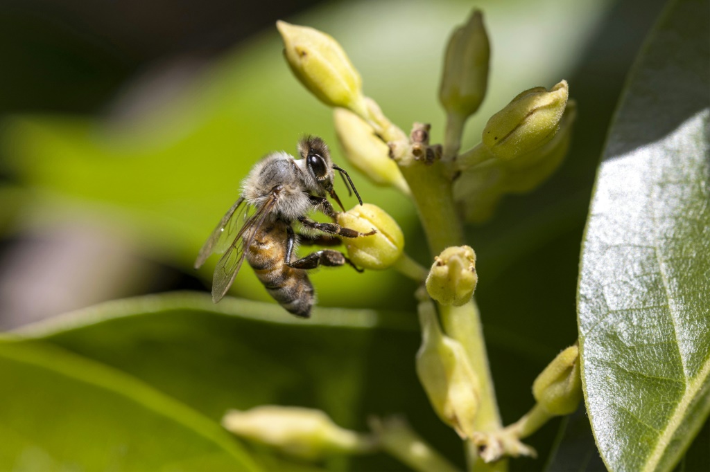 تتنقل بعض الحشرات - مثل النمل والنحل - بصريًا بناءً على شدة ضوء الشمس واستقطابه (أ ف ب)   