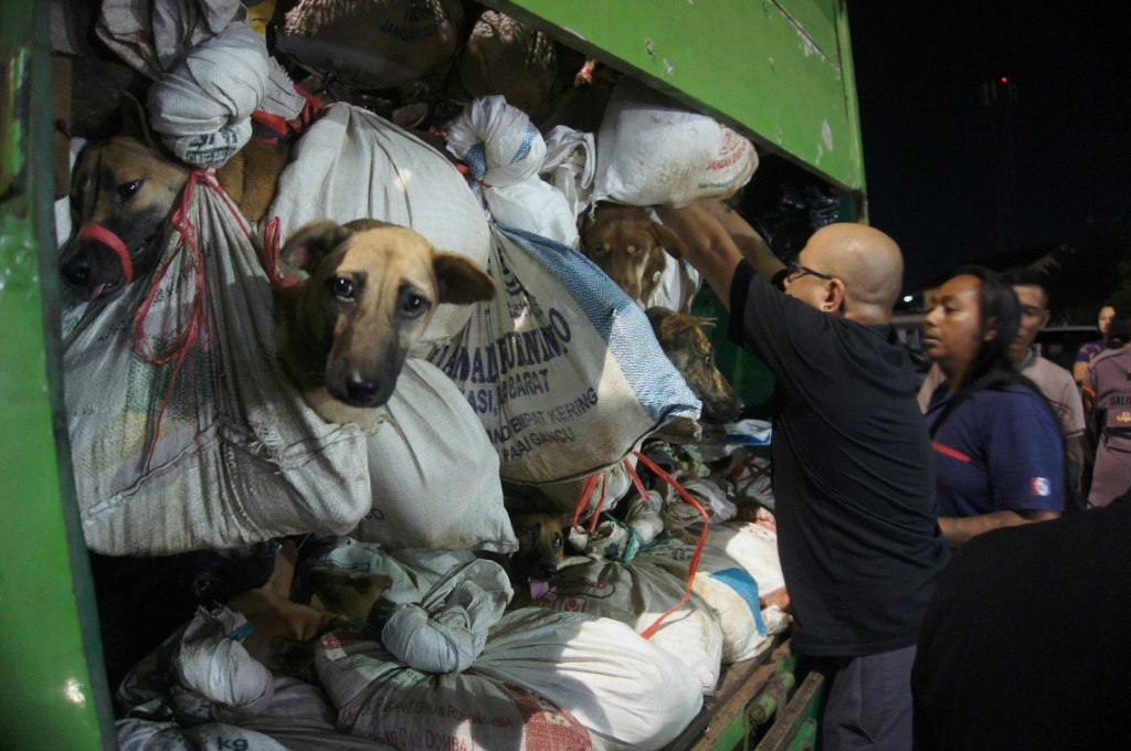 ناشطون من جمعية الرفق بالحيوان في اندونيسيا تفتش شاحنة تقل كلابا معدة للاستهلاك بعدما ضبطتها الشرطة في سيمارانج في 6 كانون الثاني/يناير 2024. (ا ف ب)
