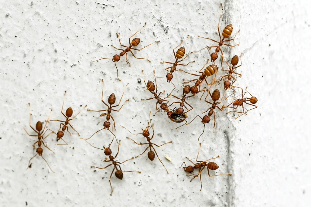 مستعمرات النمل لا تضمّ كما قد توحي مجموعات تشبه في تجانسها الجنود أو العمال، بل تبيّنَ أن لدى أعضائها تنوعاً في السلوكيات (ا ف ب)