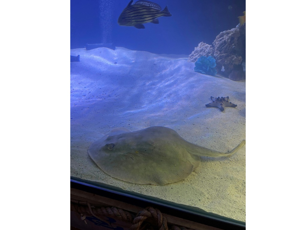 بدأت شارلوت، التي كانت في Aquarium & Shark Lab في هندرسون بولاية نورث كارولينا لأكثر من ثماني سنوات، تظهر نموًا غير عادي في جسدها في أواخر نوفمبر تقريبًا، وكان الموظفون قلقين في البداية من احتمال إصابتها بورم. (أ ف ب)   