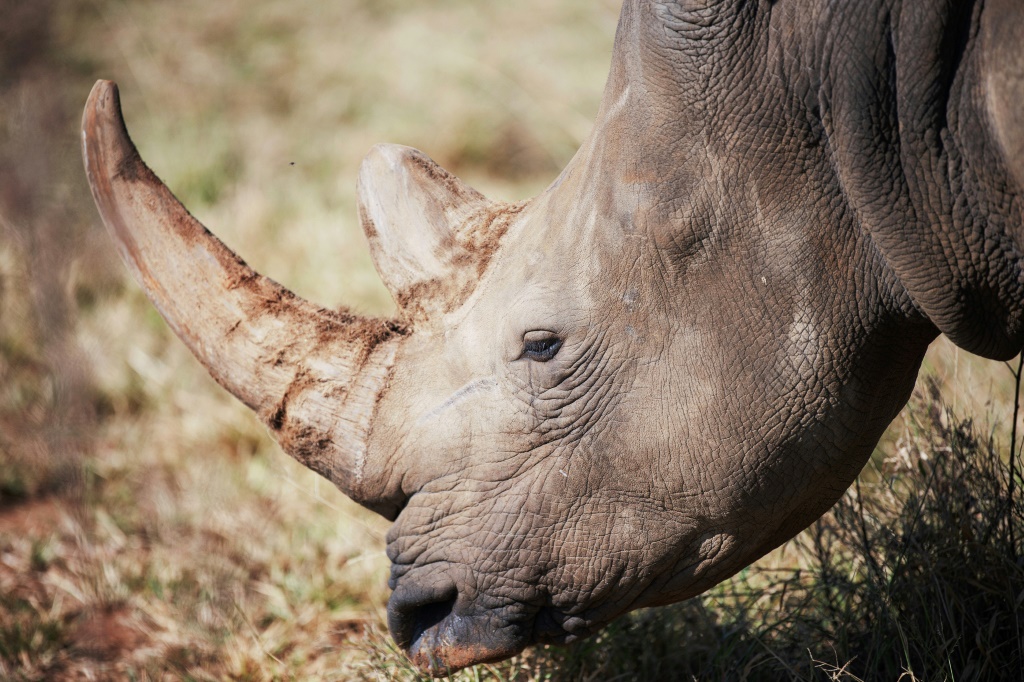 كان لدى أفريقيا ما يقرب من 23300 عينة من وحيد القرن في نهاية عام 2022، بزيادة أكثر من خمسة بالمائة عن العام السابق، وفقًا للاتحاد الدولي لحفظ الطبيعة. (أ ف ب)   