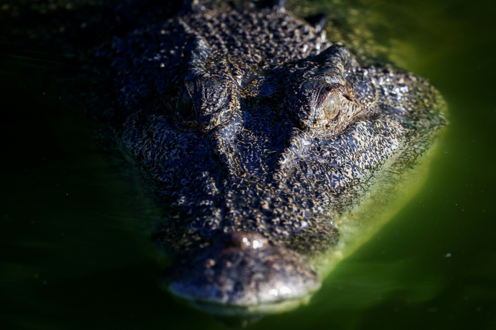 تمساح يسبح في بحيرة في متنزه كروكوديلوس الواقع على مشارف مدينة داروين في الإقليم الشمالي (ا ف ب)