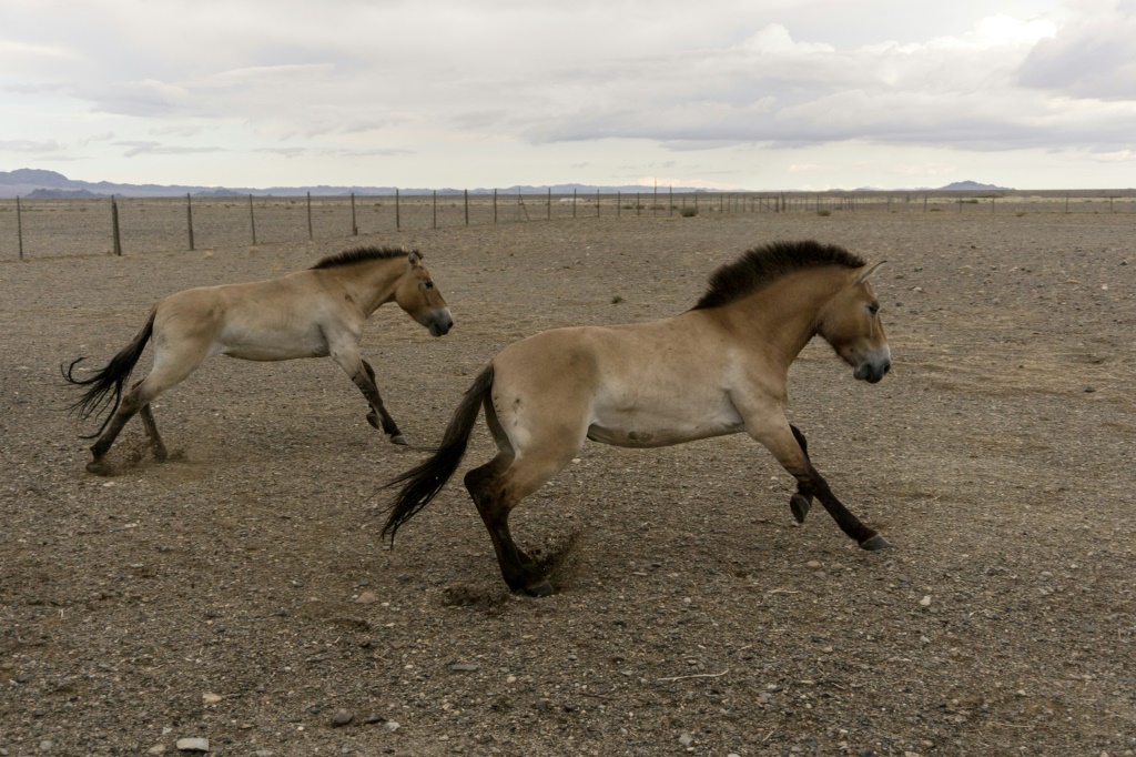 تعتبر خيول Przewalski البرية من السلالات المهددة بالانقراض (أ ف ب)   