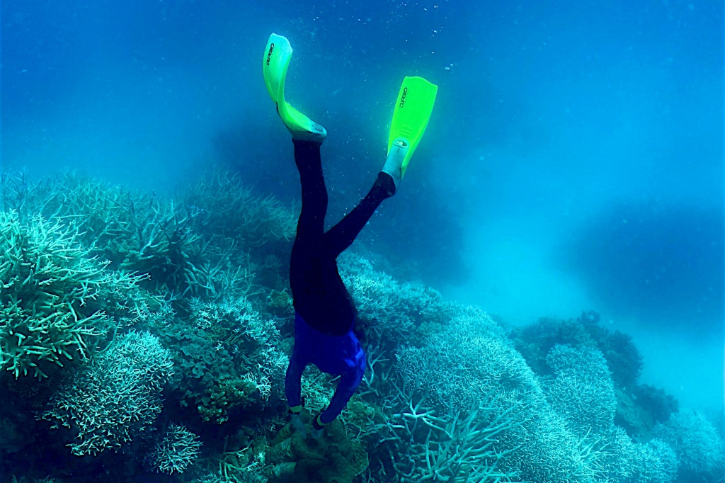    يهدد "حدث ابيضاض جماعي" آخر بحرمان الحاجز المرجاني العظيم في أستراليا من عجائبه (ا ف ب)   