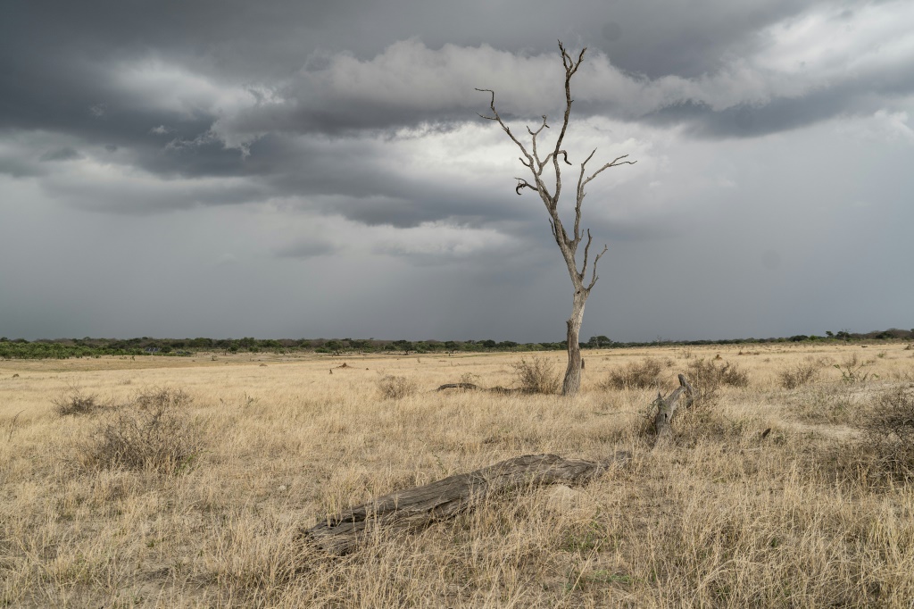 لم تتلق مناطق النمو الرئيسية في ملاوي وموزمبيق وناميبيا وزامبيا وزيمبابوي سوى 80 في المائة من متوسط ​​هطول الأمطار خلال فترة الصيف من منتصف نوفمبر إلى فبراير (ا ف ب)   