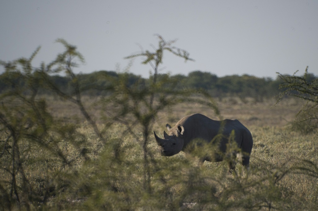 حيوان وحيد قرن أسود في محمية إيتوشا في ناميبيا في 8 أيار/مايو 2015 (ا ف ب)