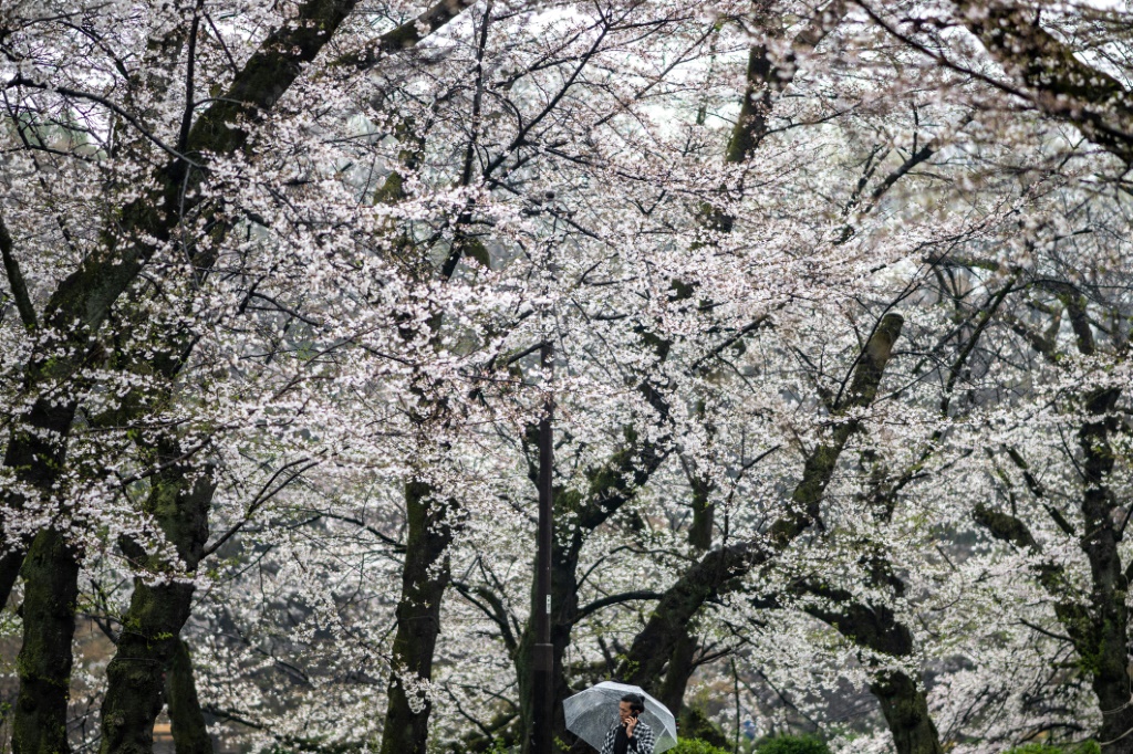 يؤدي تغير المناخ إلى إزهار أشجار الكرز بشكل أسرع في اليابان في المتوسط (ا ف ب)