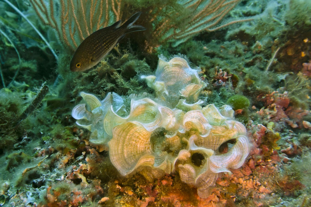 صورة تم التقاطها في 18 آب/أغسطس 2019 لسمكة من نوع "كروميس كروميس" في شعاب مرجانية جنوب فرنسا (أ ف ب)   